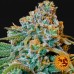 Liberty Haze - Barney's Farm